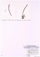 藏品(星絲藻科)的圖片